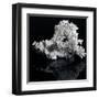 White Coral-prill-Framed Art Print