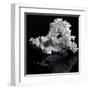 White Coral-prill-Framed Art Print