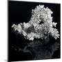 White Coral-prill-Mounted Art Print