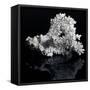 White Coral-prill-Framed Stretched Canvas