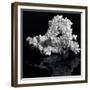 White Coral-prill-Framed Premium Giclee Print