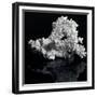 White Coral-prill-Framed Premium Giclee Print