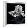 White Coral-prill-Framed Premium Giclee Print