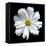 White Cosmos 3-Magda Indigo-Framed Stretched Canvas