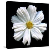 White Cosmos 3-Magda Indigo-Stretched Canvas