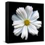 White Cosmos 3-Magda Indigo-Framed Stretched Canvas