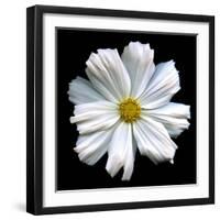 White Cosmos 3-Magda Indigo-Framed Photographic Print