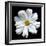 White Cosmos 3-Magda Indigo-Framed Photographic Print