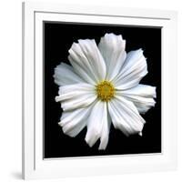 White Cosmos 3-Magda Indigo-Framed Photographic Print