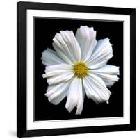 White Cosmos 3-Magda Indigo-Framed Photographic Print