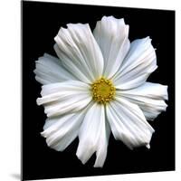 White Cosmos 3-Magda Indigo-Mounted Photographic Print