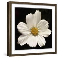 White Cosmos Flower  2020  (photograph)-Ant Smith-Framed Photographic Print