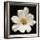 White Cosmos Flower  2020  (photograph)-Ant Smith-Framed Photographic Print