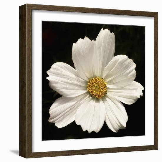 White Cosmos Flower  2020  (photograph)-Ant Smith-Framed Photographic Print