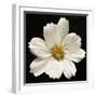 White Cosmos Flower  2020  (photograph)-Ant Smith-Framed Photographic Print