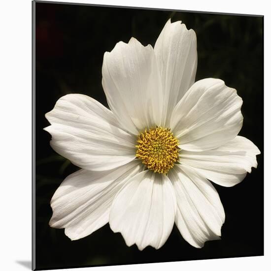 White Cosmos Flower  2020  (photograph)-Ant Smith-Mounted Photographic Print