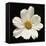 White Cosmos Flower  2020  (photograph)-Ant Smith-Framed Stretched Canvas