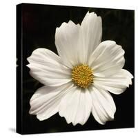 White Cosmos Flower  2020  (photograph)-Ant Smith-Stretched Canvas