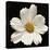 White Cosmos Flower  2020  (photograph)-Ant Smith-Stretched Canvas