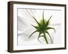 White Cosmos Flower, Harpswell, Maine, USA-Kathleen Clemons-Framed Photographic Print