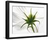 White Cosmos Flower, Harpswell, Maine, USA-Kathleen Clemons-Framed Photographic Print