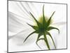 White Cosmos Flower, Harpswell, Maine, USA-Kathleen Clemons-Mounted Photographic Print