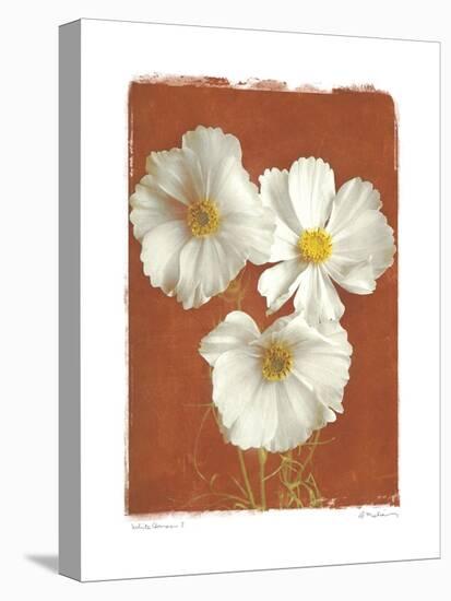 White Cosmos I-Amy Melious-Stretched Canvas