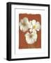 White Cosmos I-Amy Melious-Framed Art Print