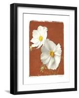 White Cosmos II-Amy Melious-Framed Art Print