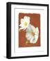 White Cosmos II-Amy Melious-Framed Art Print