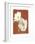 White Cosmos II-Amy Melious-Framed Art Print