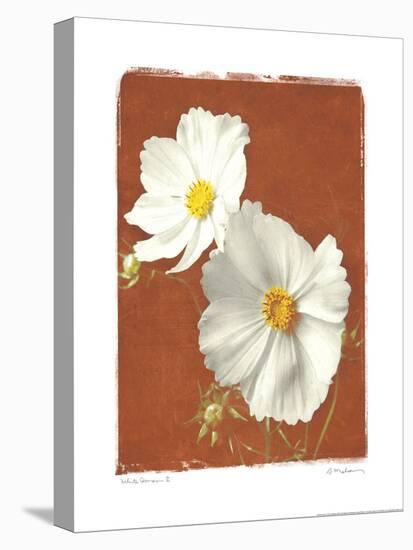 White Cosmos II-Amy Melious-Stretched Canvas