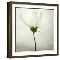 White Cosmos-Lotte Grønkjær-Framed Photographic Print