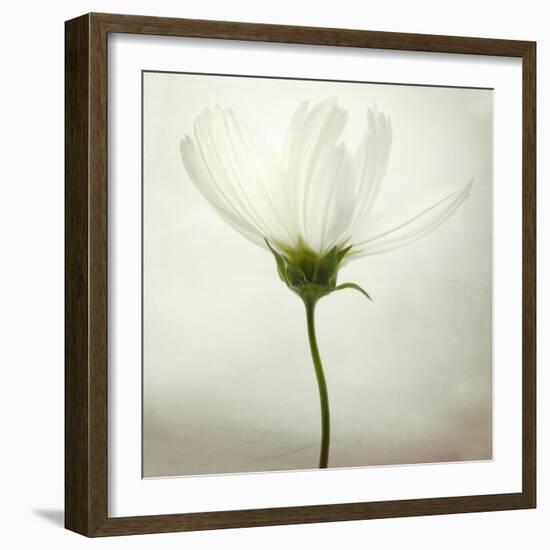 White Cosmos-Lotte Grønkjær-Framed Photographic Print