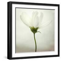 White Cosmos-Lotte Grønkjær-Framed Photographic Print