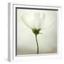 White Cosmos-Lotte Grønkjær-Framed Photographic Print