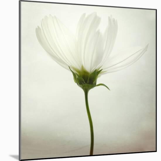 White Cosmos-Lotte Grønkjær-Mounted Photographic Print