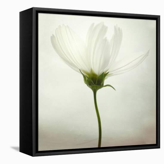 White Cosmos-Lotte Grønkjær-Framed Stretched Canvas