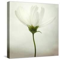 White Cosmos-Lotte Grønkjær-Stretched Canvas