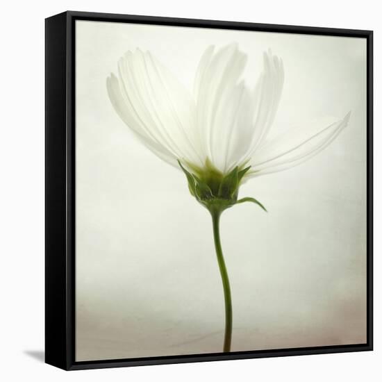 White Cosmos-Lotte Grønkjær-Framed Stretched Canvas