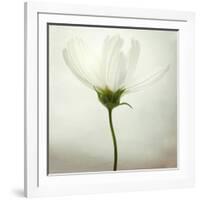 White Cosmos-Lotte Grønkjær-Framed Photographic Print