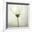 White Cosmos-Lotte Grønkjær-Framed Photographic Print