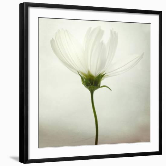 White Cosmos-Lotte Grønkjær-Framed Photographic Print