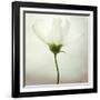 White Cosmos-Lotte Grønkjær-Framed Photographic Print