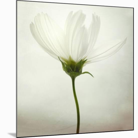 White Cosmos-Lotte Grønkjær-Mounted Photographic Print