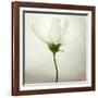 White Cosmos-Lotte Grønkjær-Framed Photographic Print