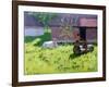 White Cow and Two Children,Mankotta Island, Kerala, India-Andrew Macara-Framed Giclee Print