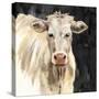 White Cow on Black-Silvia Vassileva-Stretched Canvas