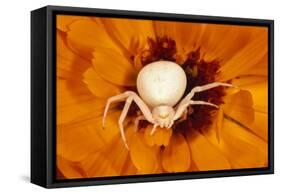 White Crab Spider Lying in Wait for Prey-null-Framed Stretched Canvas