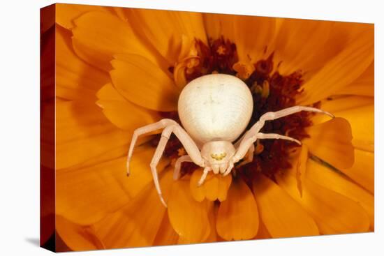 White Crab Spider Lying in Wait for Prey-null-Stretched Canvas